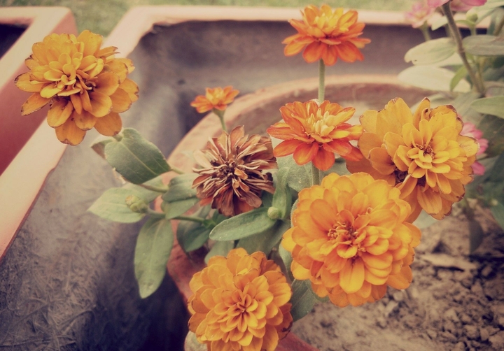 flower