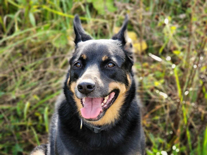 Linda dog