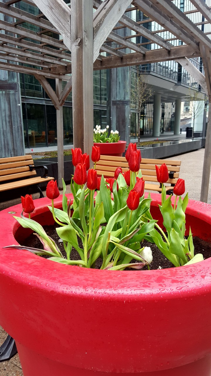 Red Tulips in Red Pot