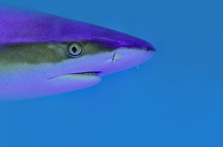 shark