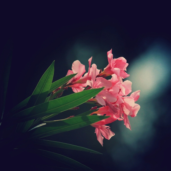 Pink Flowers