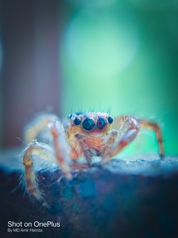 spider