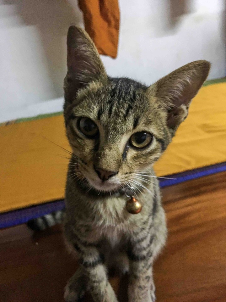 Where's my food