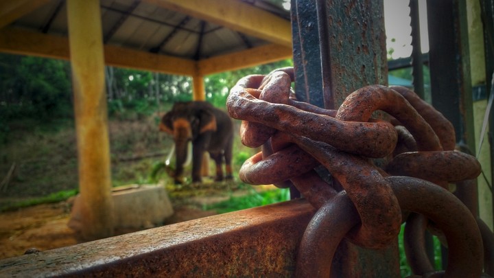 elephant Park