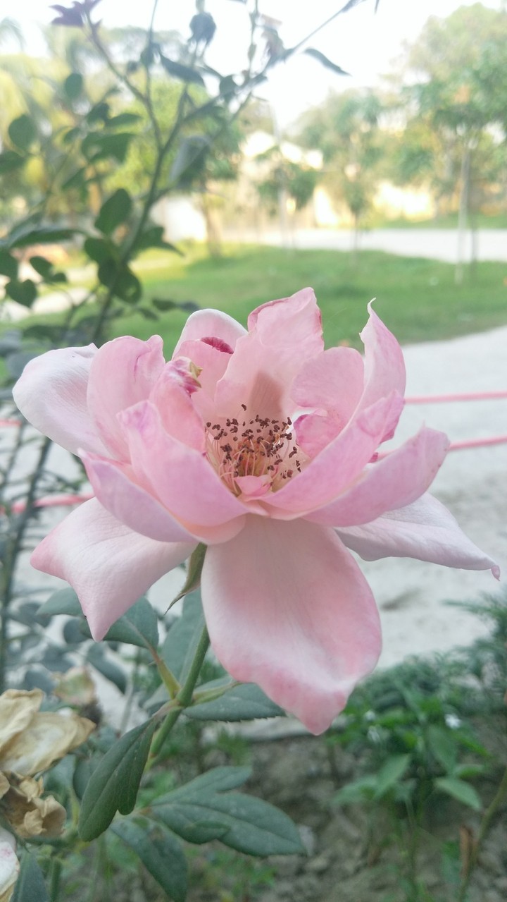 Rose..
