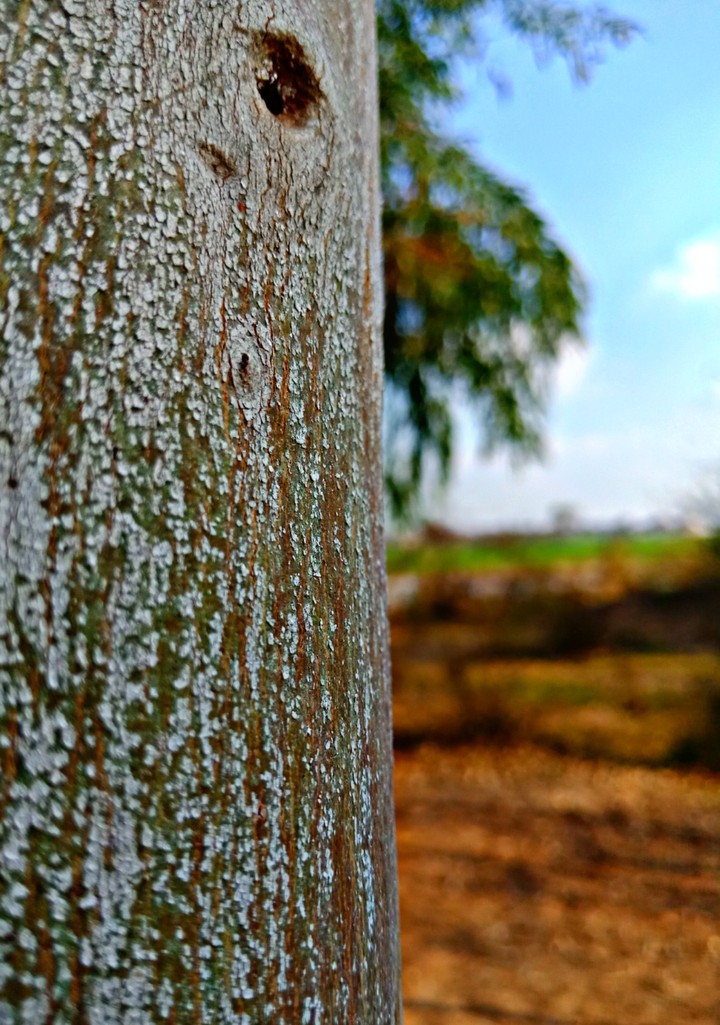 Stem