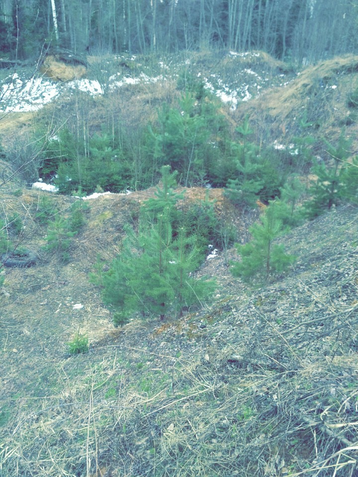 forest