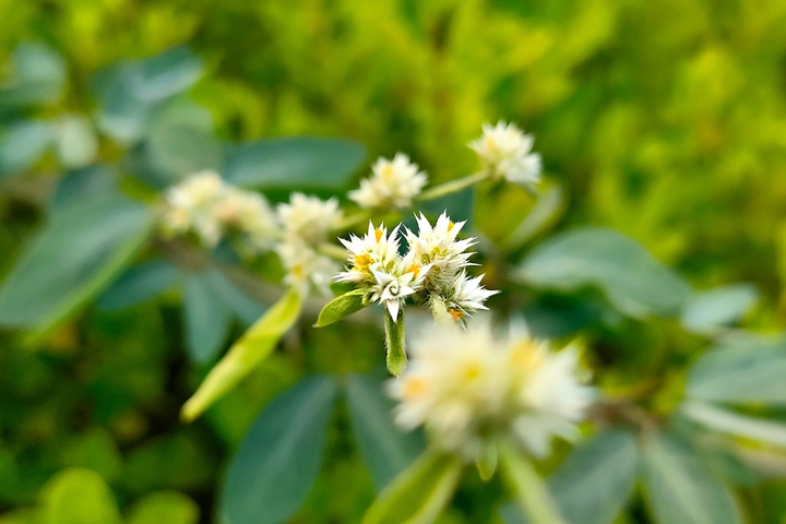 Bloom