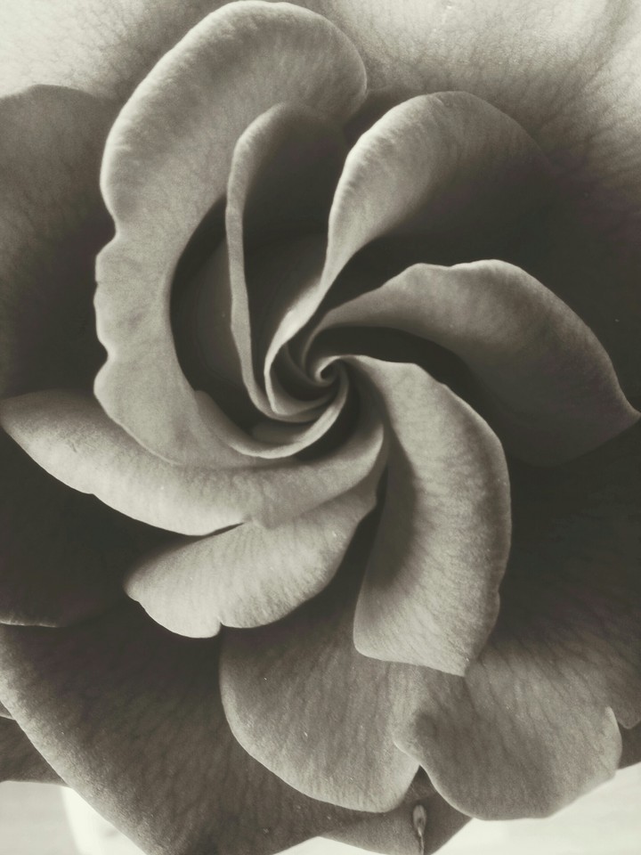 rose flower
