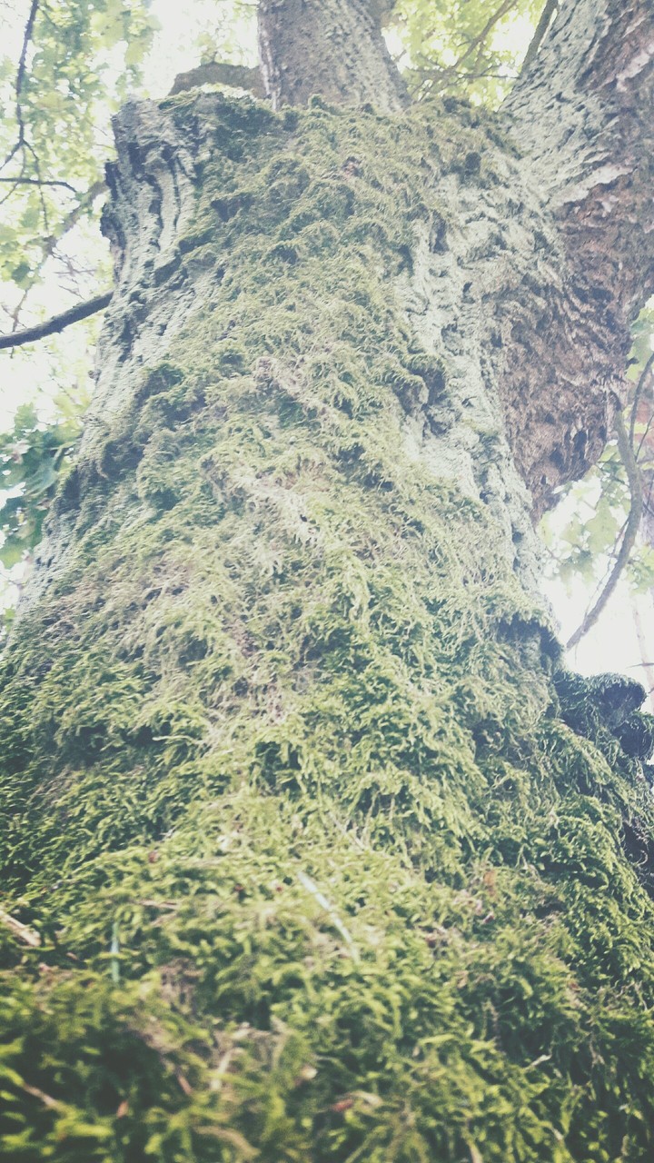tree