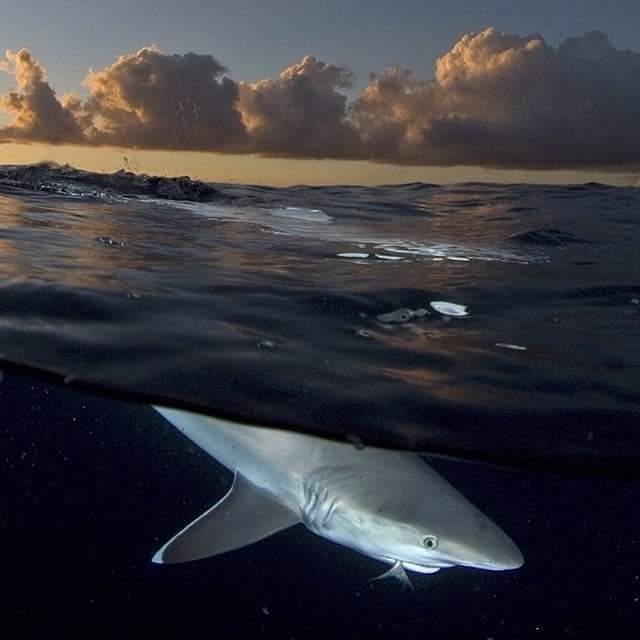 sharks