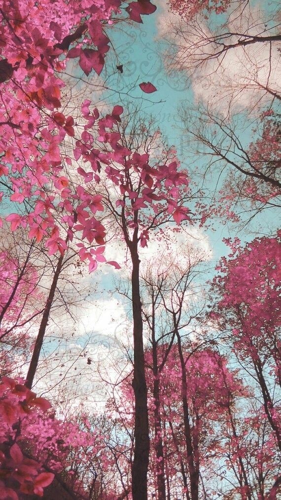 Trees