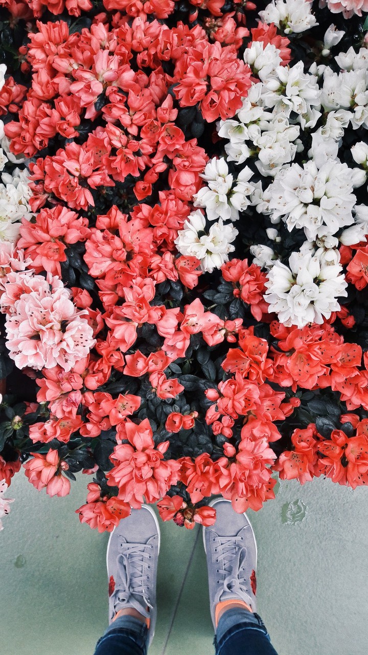 Flowers