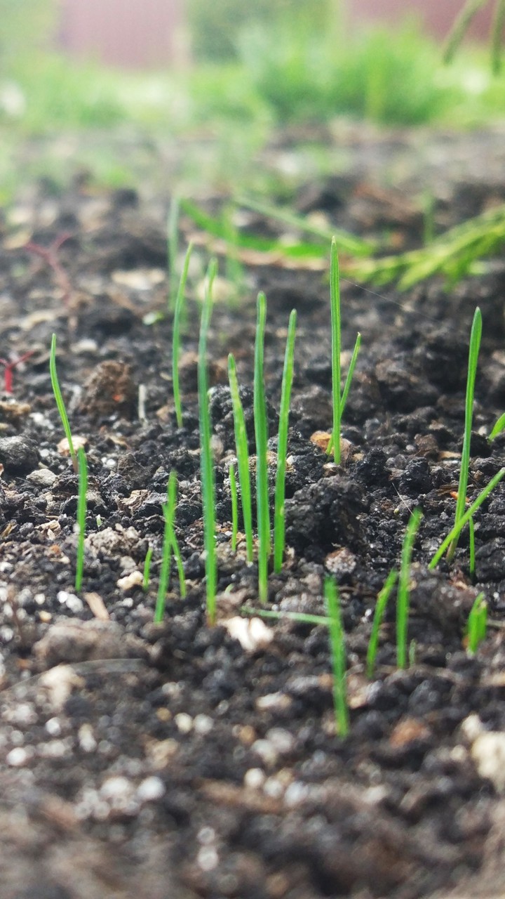little grass