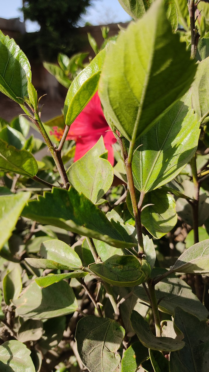 flower