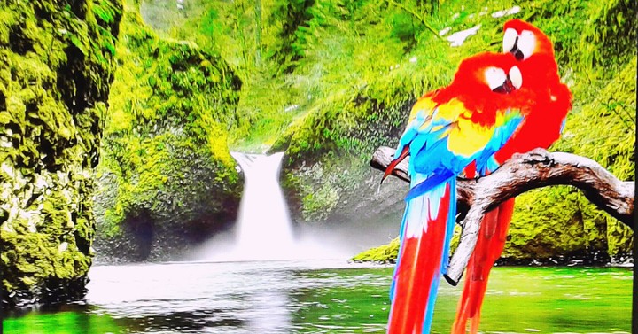 Pareja de loros