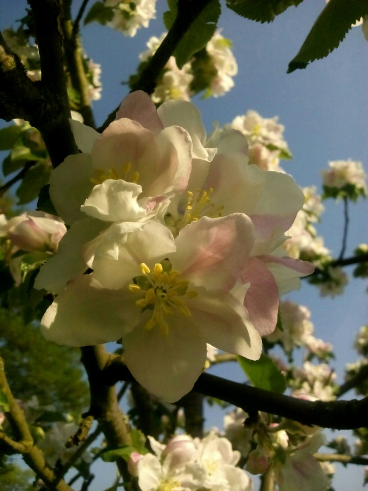 Natur