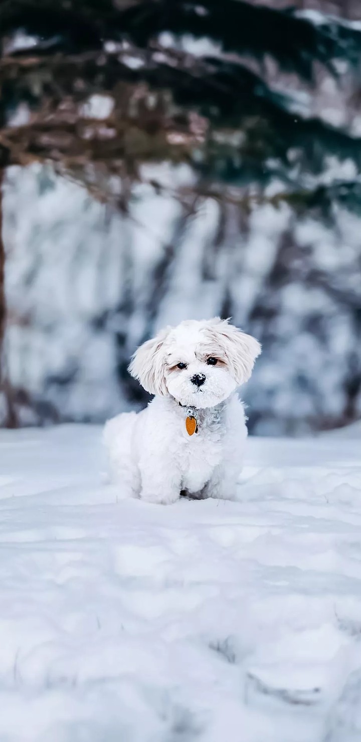 puppy