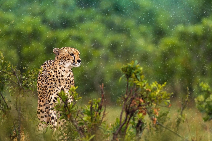 jungle