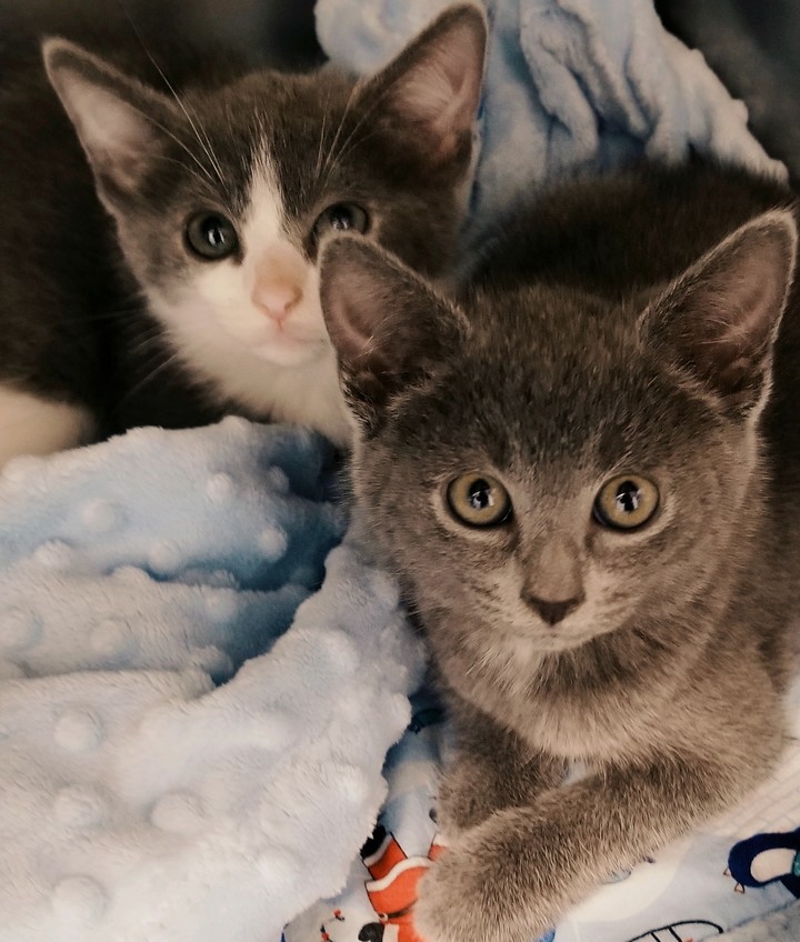 kitties