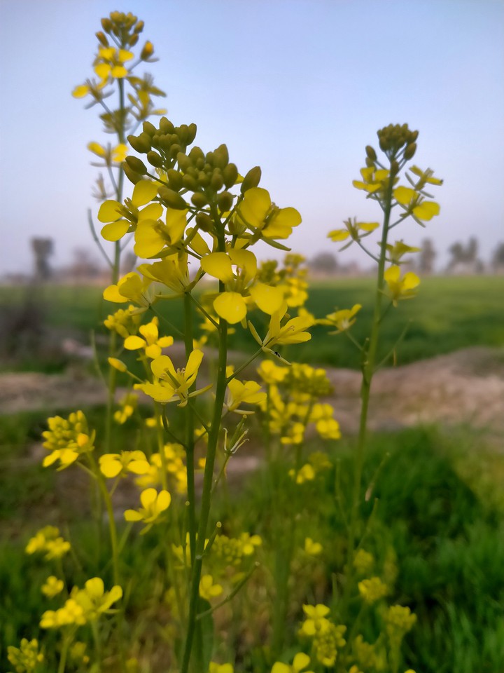mustard plant ..