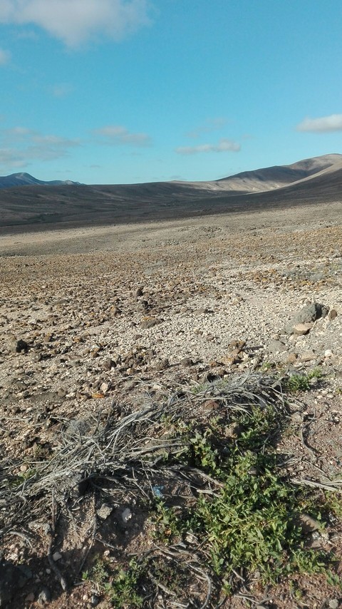 desert?