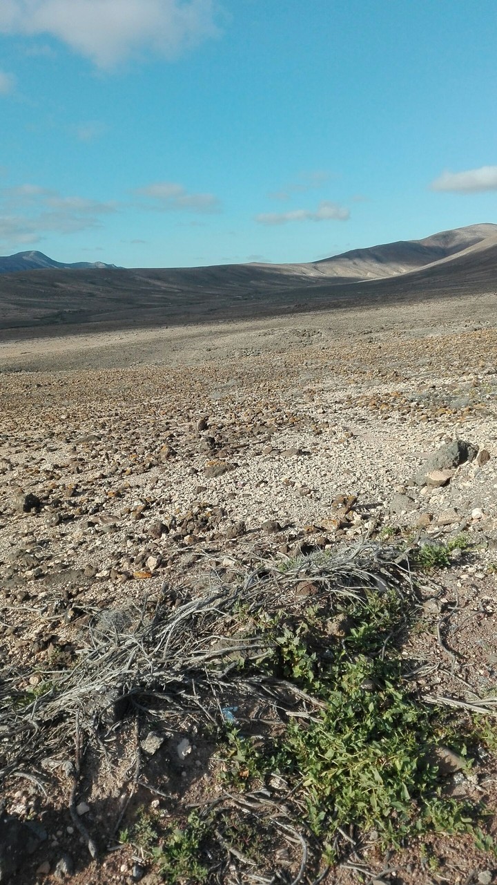 desert?