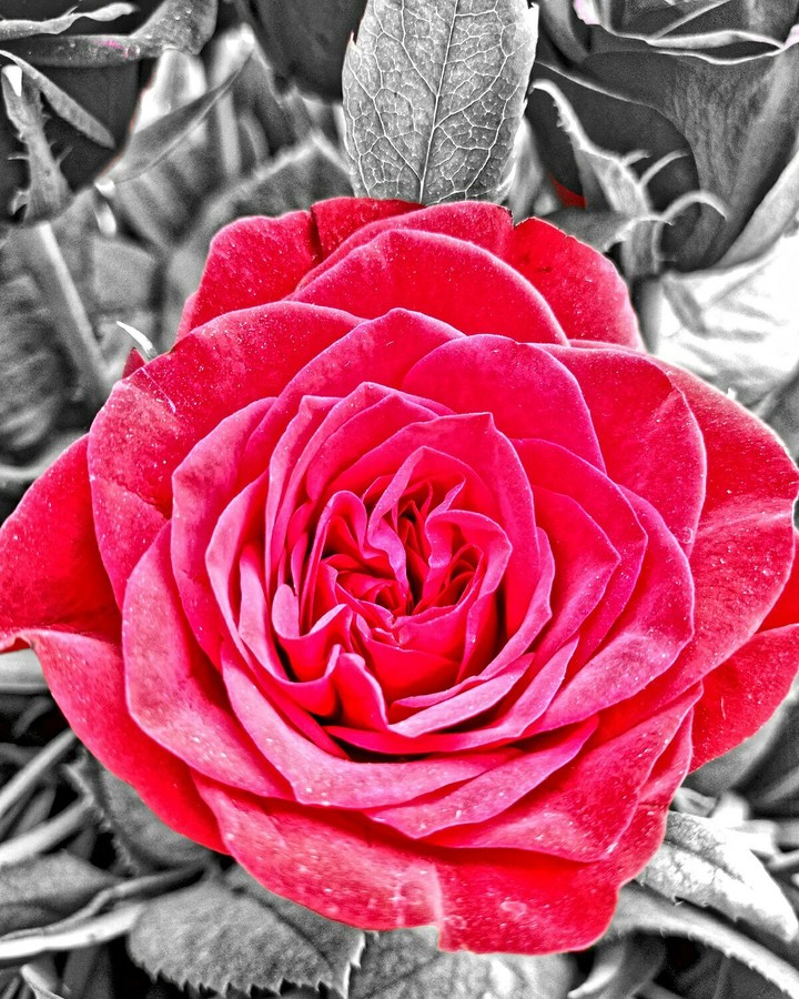 rose