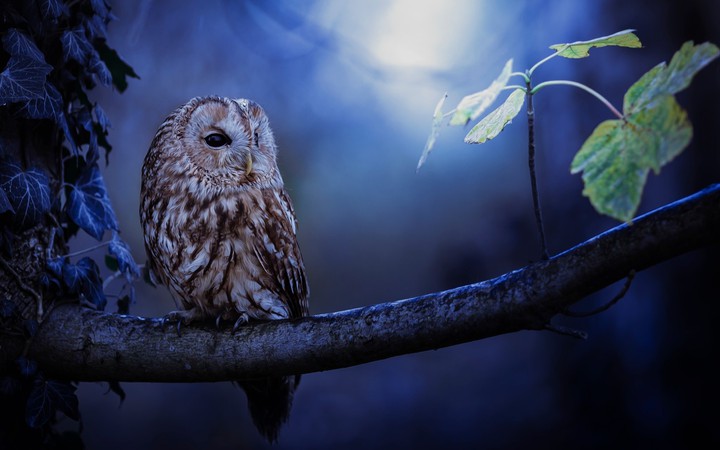 owl