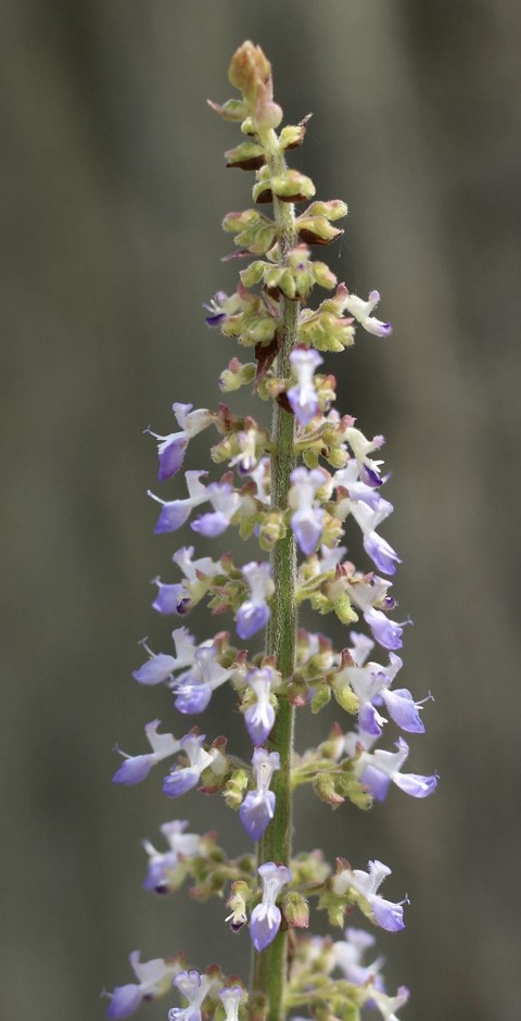 wildflower, plant wallpapers