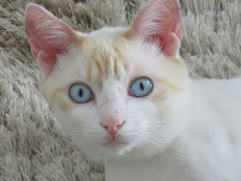 white cat