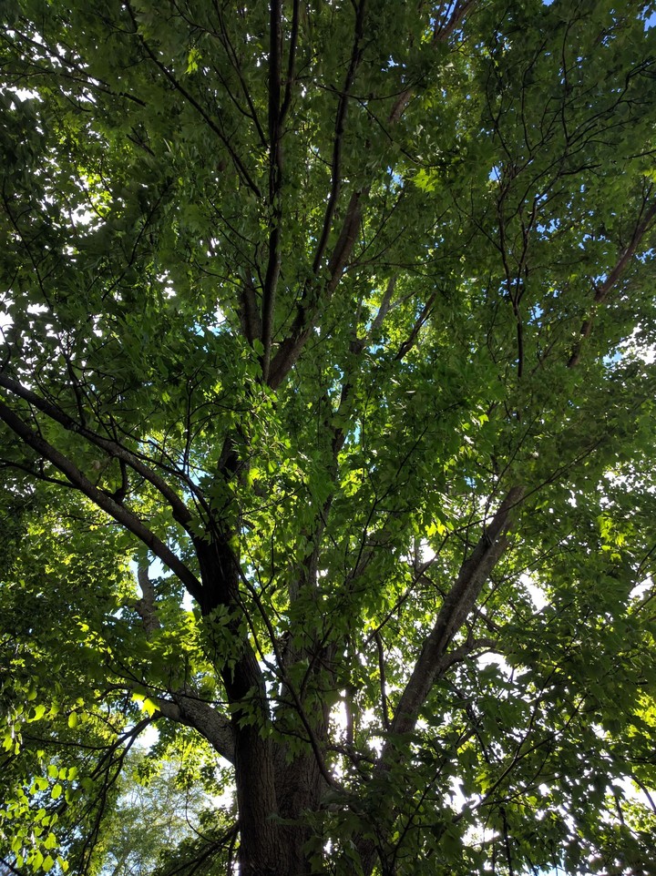 Sunlight shelter