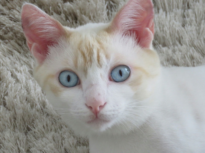 white cat