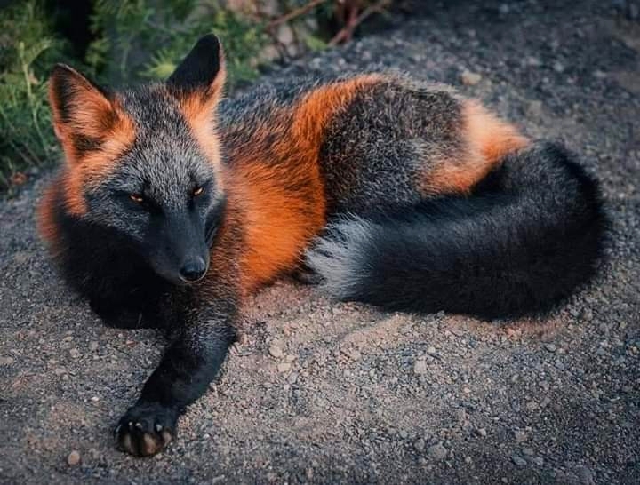 fox