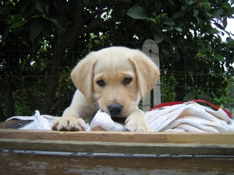 Labrador