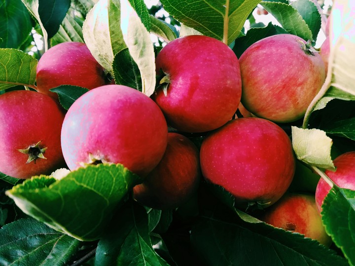 яблоки, apples