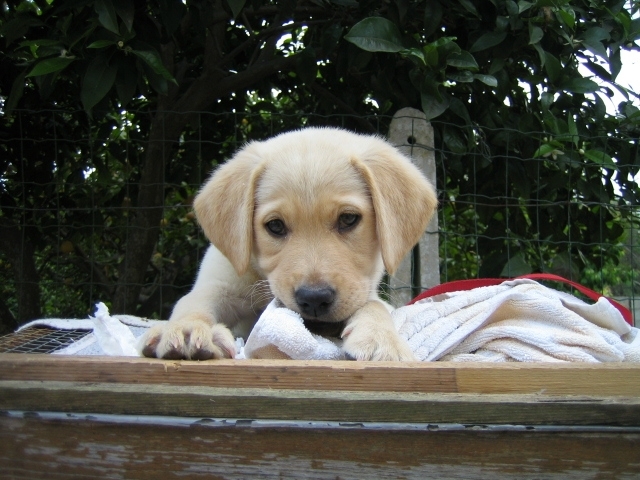 Labrador