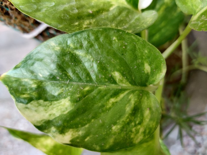 leaf
