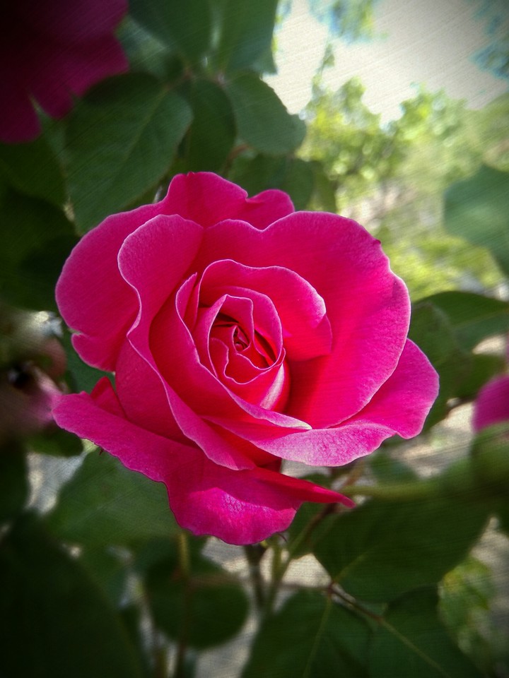 rose