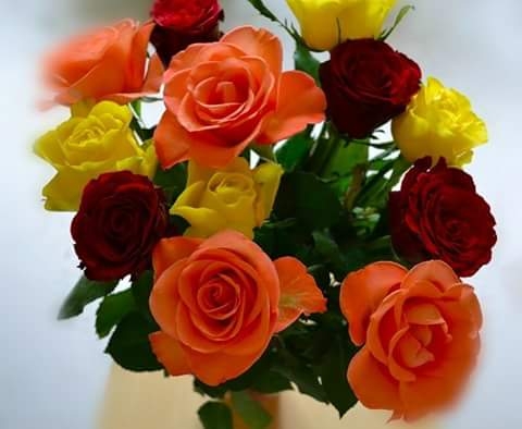 roses