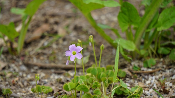 Lone Blossom