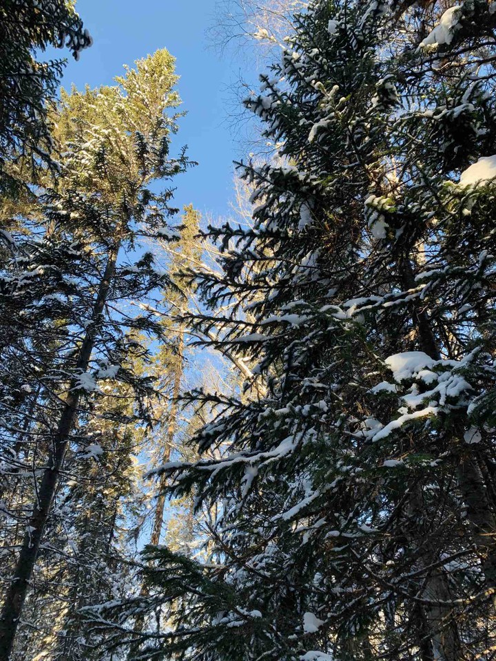 winter forest