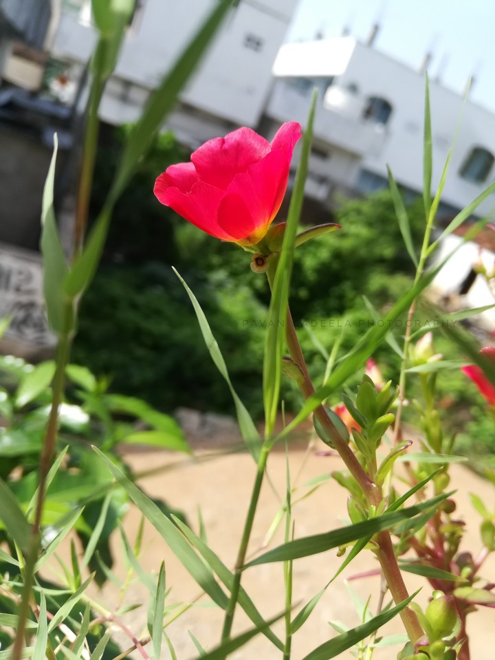 red flower
