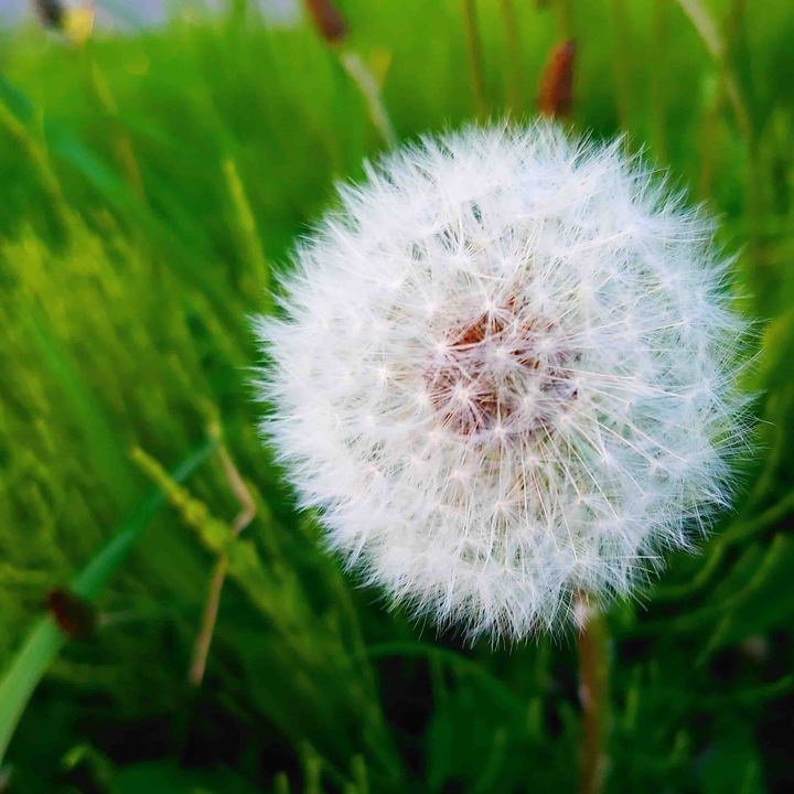 Dandelion fluff