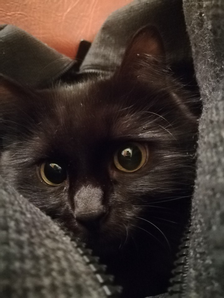 котейка
