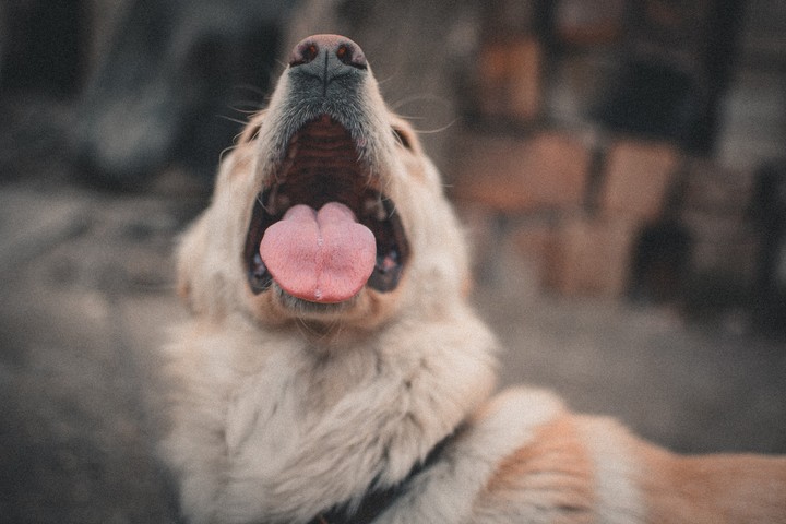 Dog