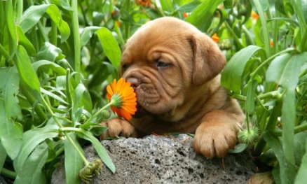 A Dog's Sense of Smell