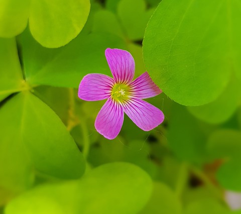 groundcover, Close-up achtergronden