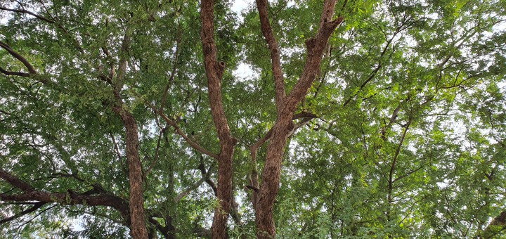 #forest tree