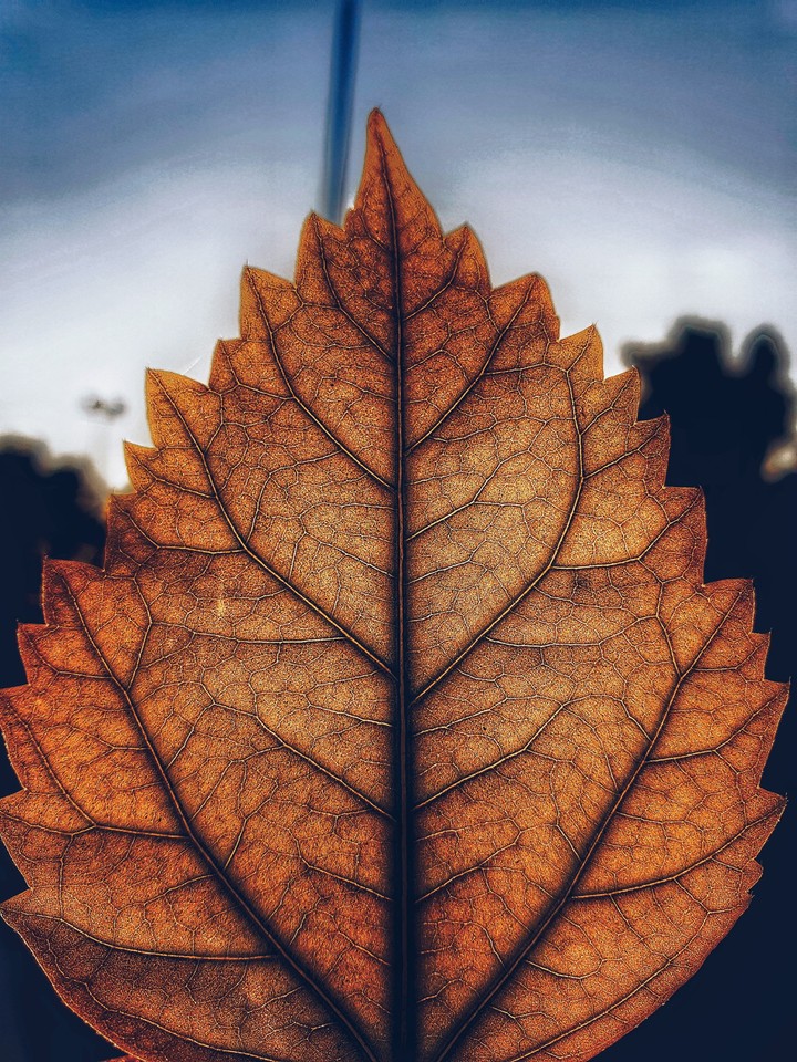 leaf